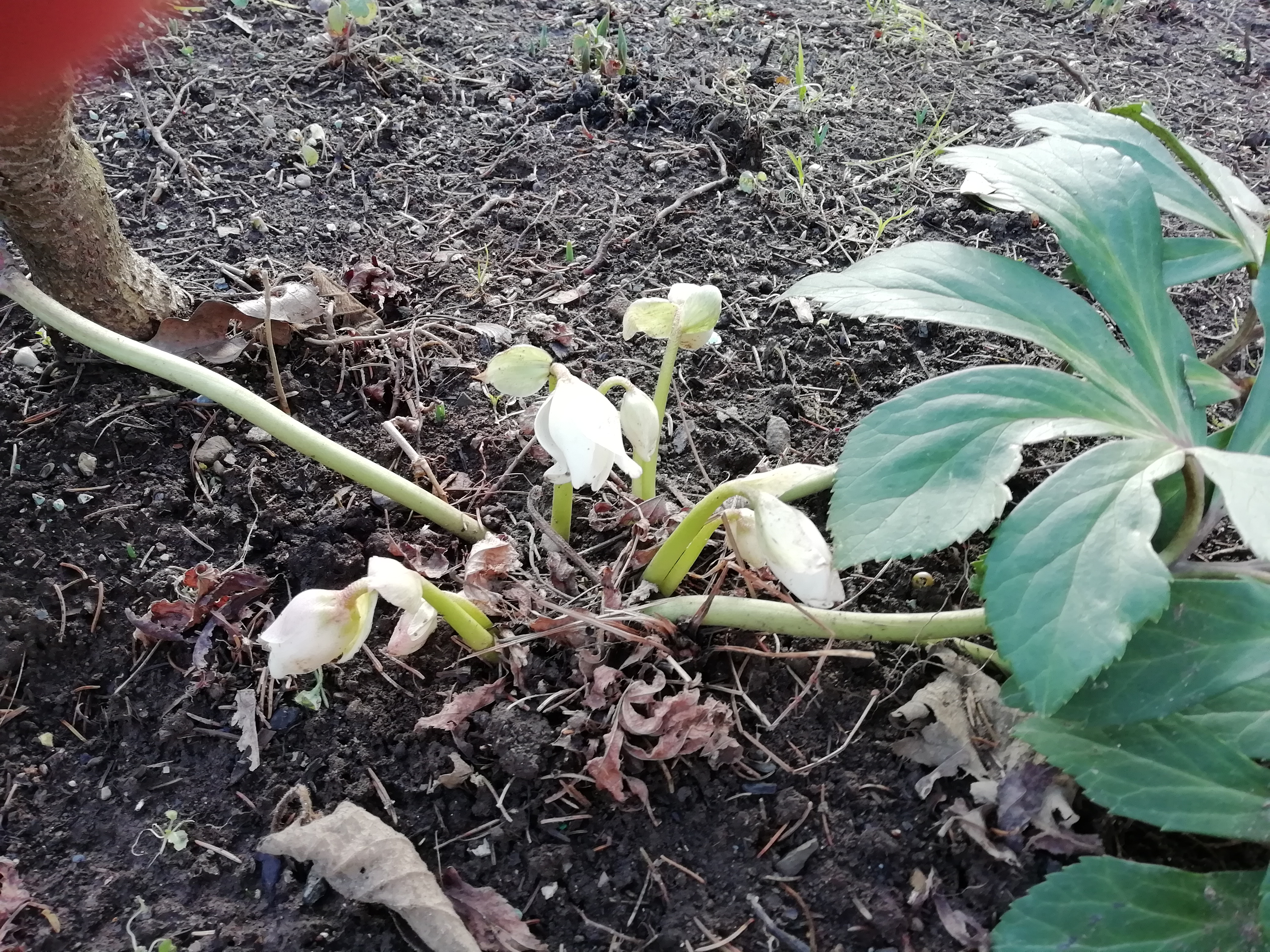 Novoletno voščilo Srebrne niti